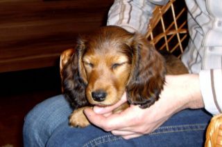 Jamnik d�ugow�osy NAILA